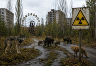 Animais em Chernobyl: espécies ainda carregam os efeitos da radiação