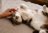 Gato deitado de barriga para cima nem sempre quer carinho; saiba o significado