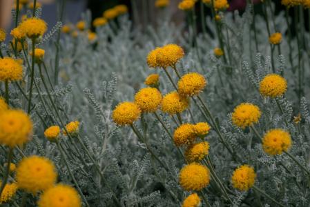 Chega de mosquitos e traças essa planta afastada insetos e perfuma a casa como lavanda