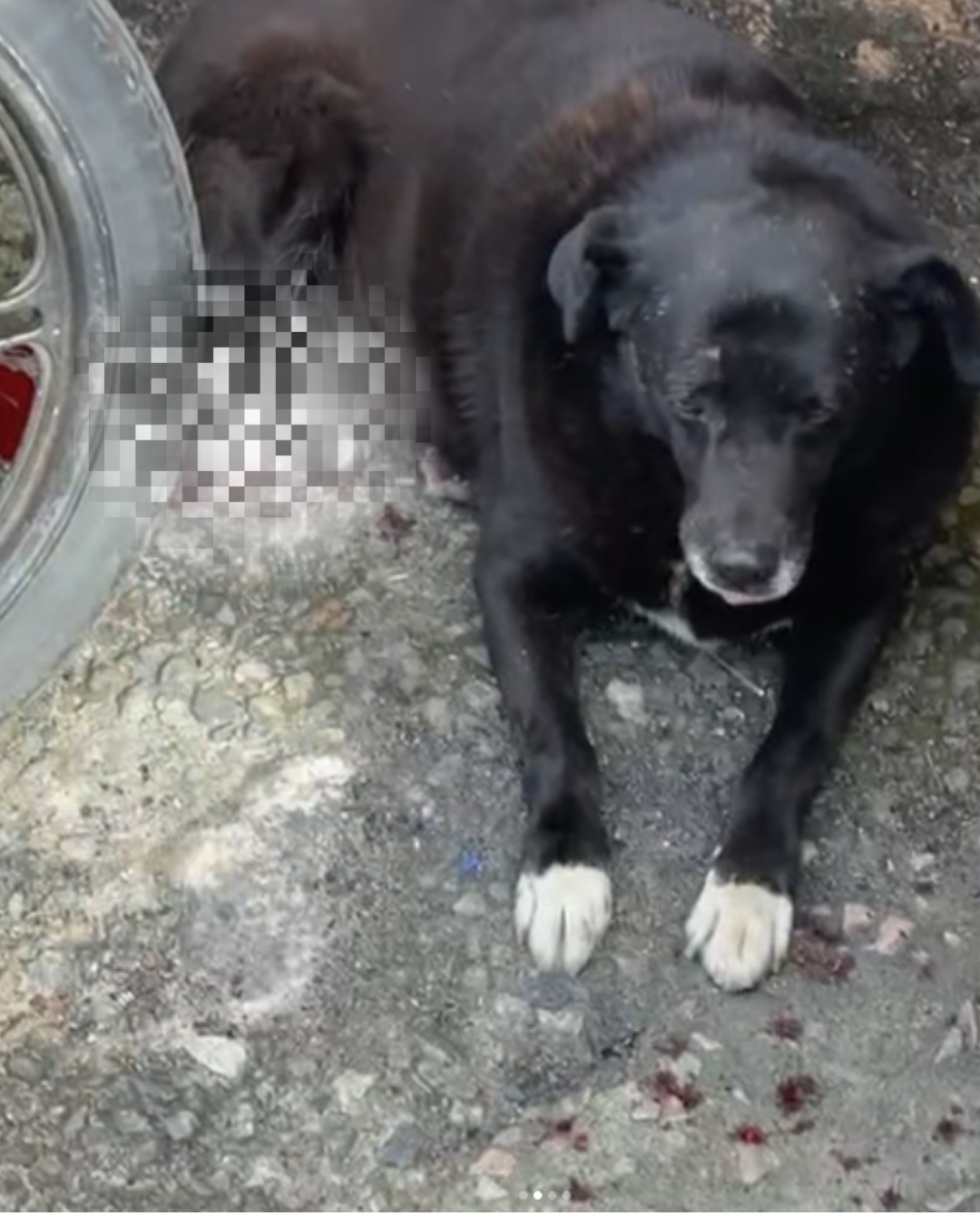 Cão é atropelado por ônibus em Ouro Preto e ainda não foi localizado