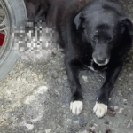 Cão é atropelado por ônibus em Ouro Preto e ainda não foi localizado