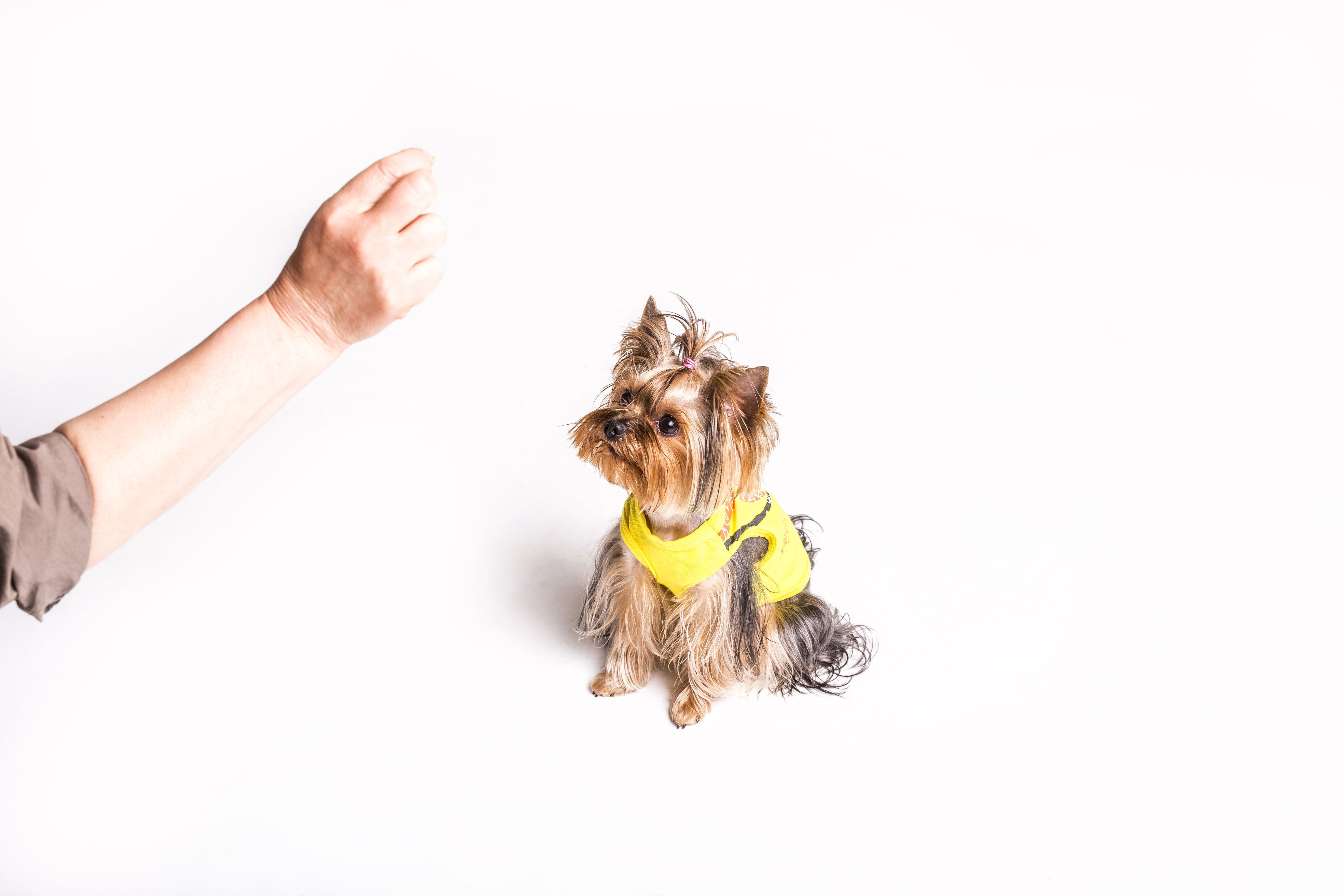 Fita amarela na coleira do cachorro: o que significa e como agir ao ver esse sinal