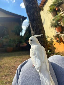 Floquinho desapareceu ontem em BH