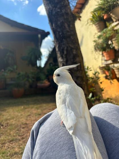 Floquinho desapareceu ontem em BH