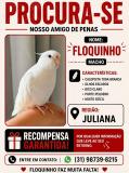 Floquinho desapareceu ontem em BH