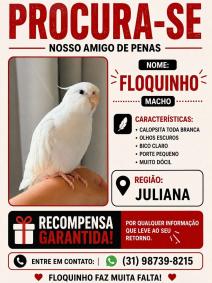 Floquinho desapareceu ontem em BH