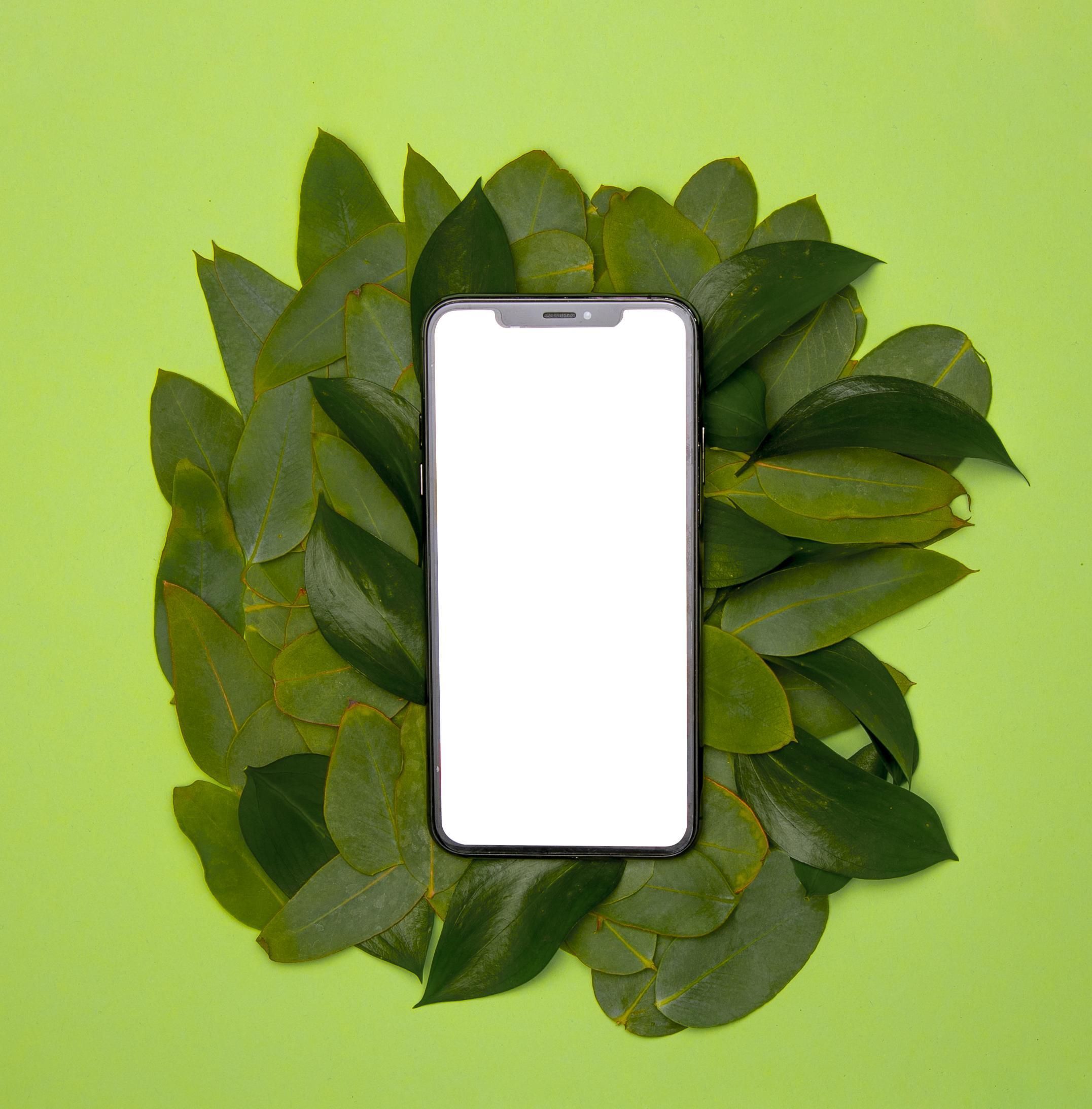 Folha de louro na capa do celular: por que é recomendada e para que serve