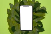 Folha de louro na capa do celular: por que é recomendada e para que serve
