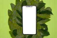 Colocar uma folha de louro na capa do celular: para que serve e por que é recomendado