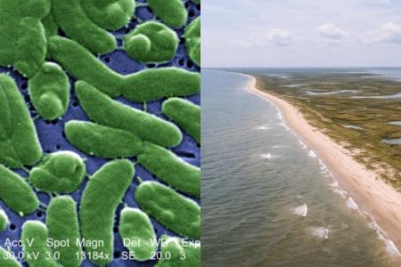 EUA: Louisiana emite alerta após praias registrarem aumento de infecções de bactéria carnívora
