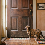 Seu gato mia para porta fechada? O motivo pode não ser o que você imagina