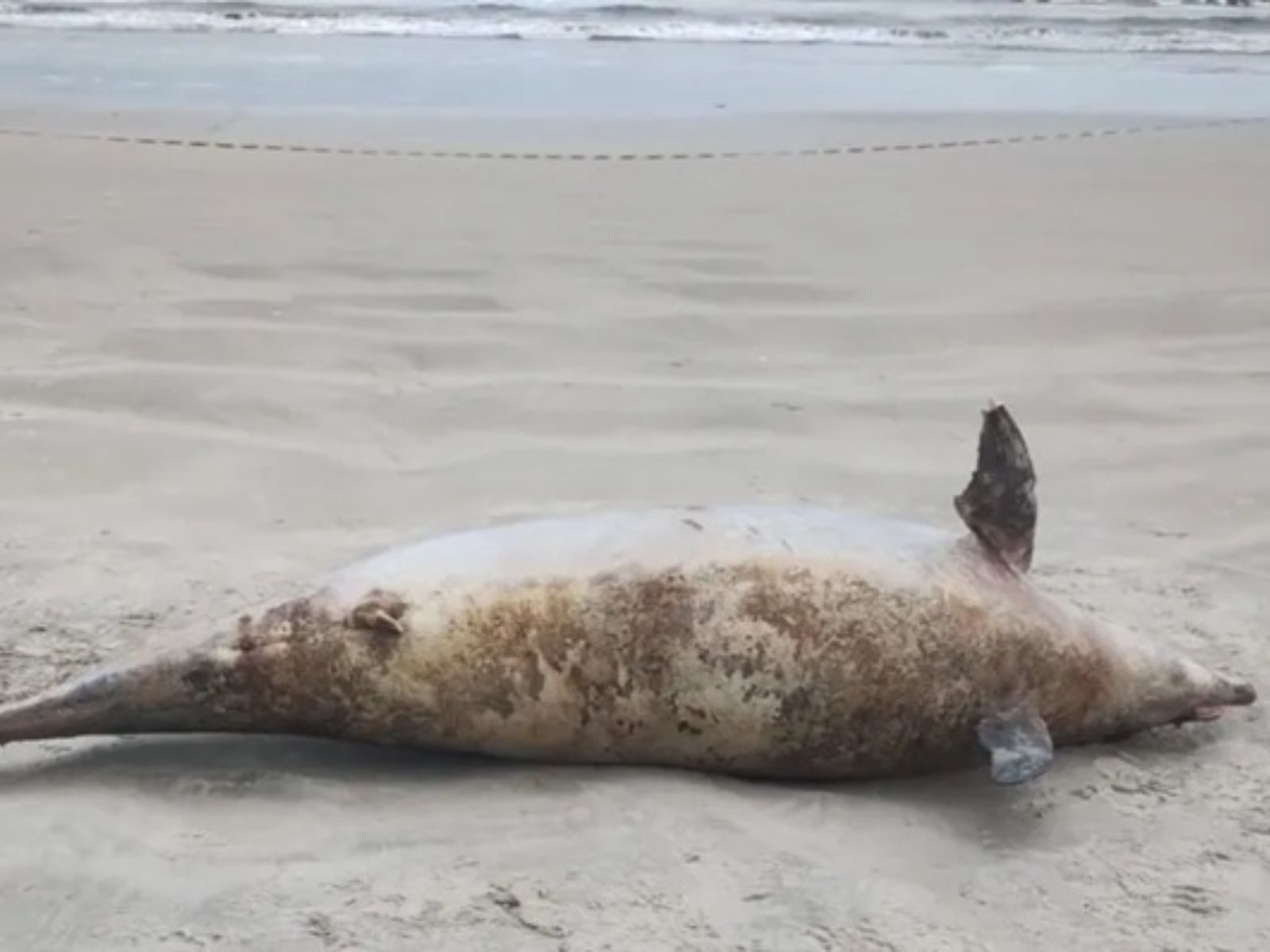 Golfinho de mais de 200 kg e 3 metros é encontrado morto no litoral paulista