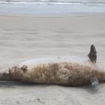 Golfinho de mais de 200 kg e 3 metros é encontrado morto no litoral paulista