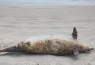 Golfinho de mais de 200 kg e 3 metros é encontrado morto no litoral paulista