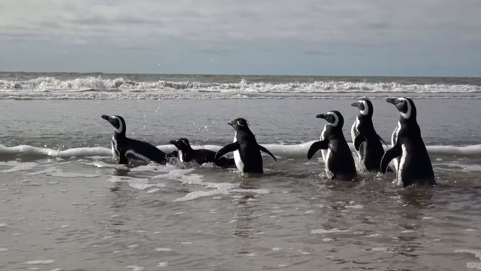 Seis pinguins são devolvidos ao mar após sobreviverem a redes de pesca e petróleo