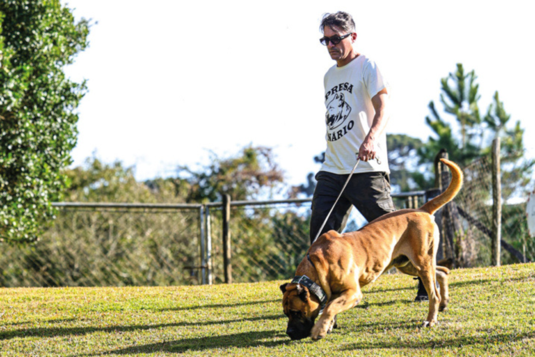 Cães de guarda ajudam a reforçar segurança em propriedades rurais