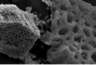Biochar transforma resíduos agrícolas em aliado para solo e clima