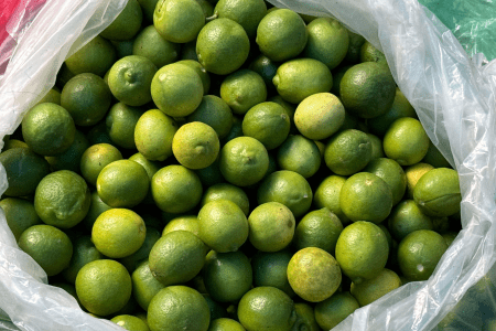 Limas ácidas tahiti acondicionadas em um saco, prontas para comercialização.