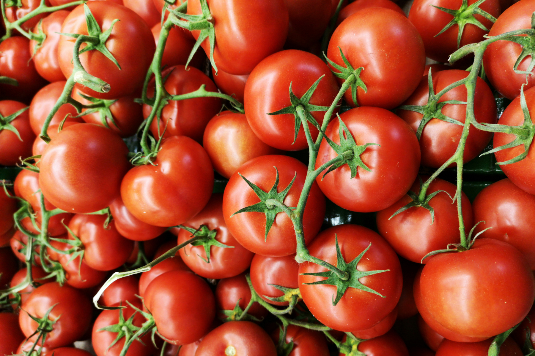 PGPAF inclui tomate da Bahia e do Piauí na lista de bônus de agosto
