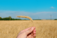 Pesquisa mapeia avanço da economia circular na ciência agroalimentar