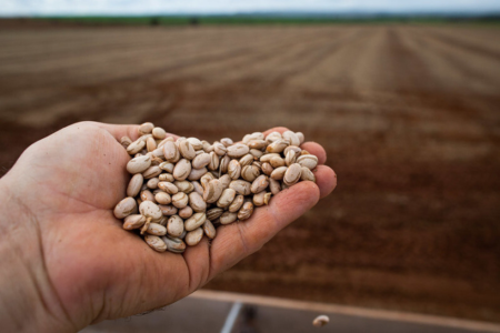 Mão segurando grãos de feijão sobre uma área de solo preparada para o cultivo.