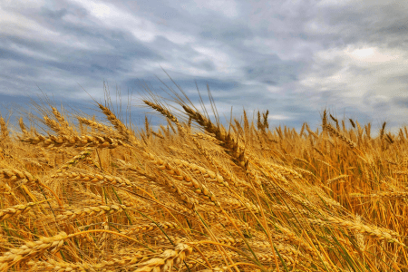 Plantação de trigo em campo, com espigas maduras em primeiro plano.