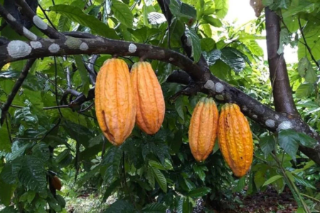 Cacaueiros com frutos em área de cultivo na Amazônia brasileira.