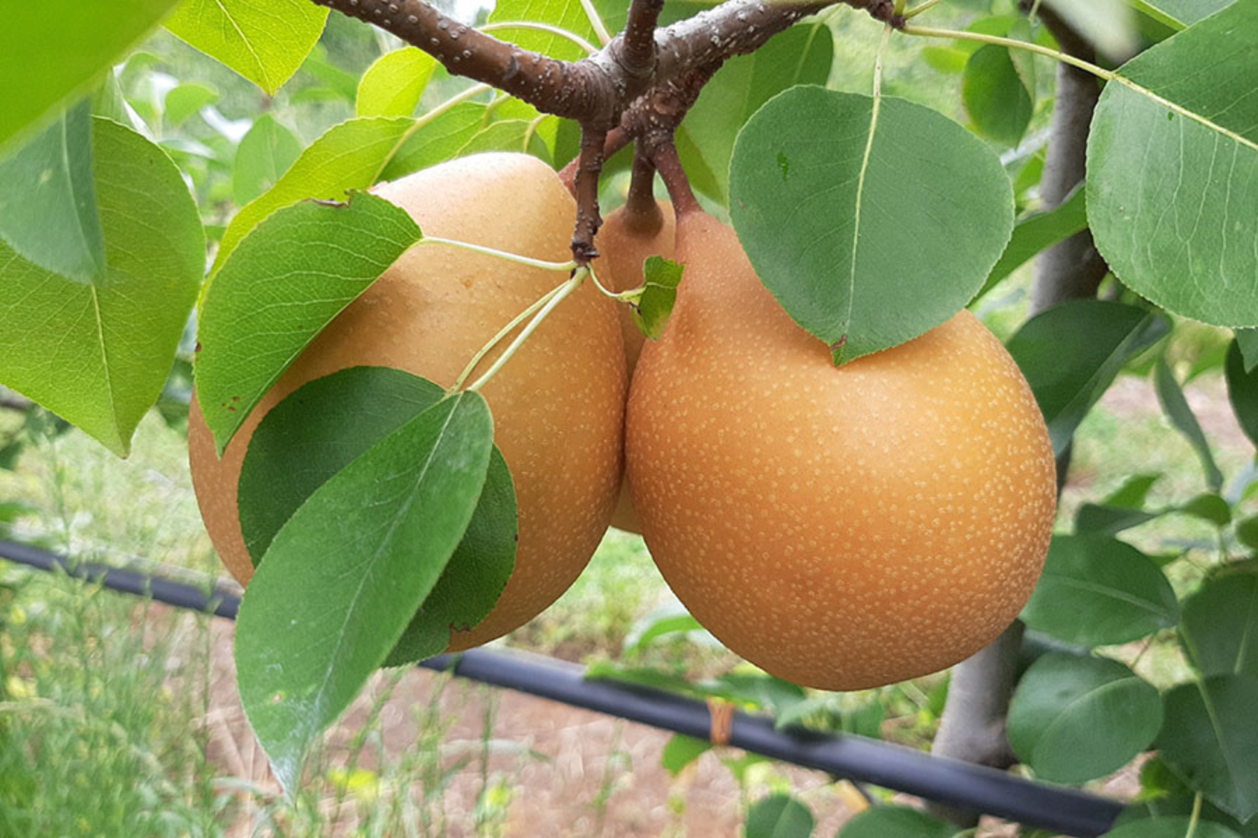 BRS Áurea: nova cultivar de pera busca ampliar produção no Sul do Brasil