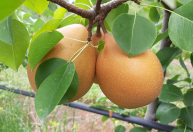 BRS Áurea: nova cultivar de pera busca ampliar produção no Sul do Brasil
