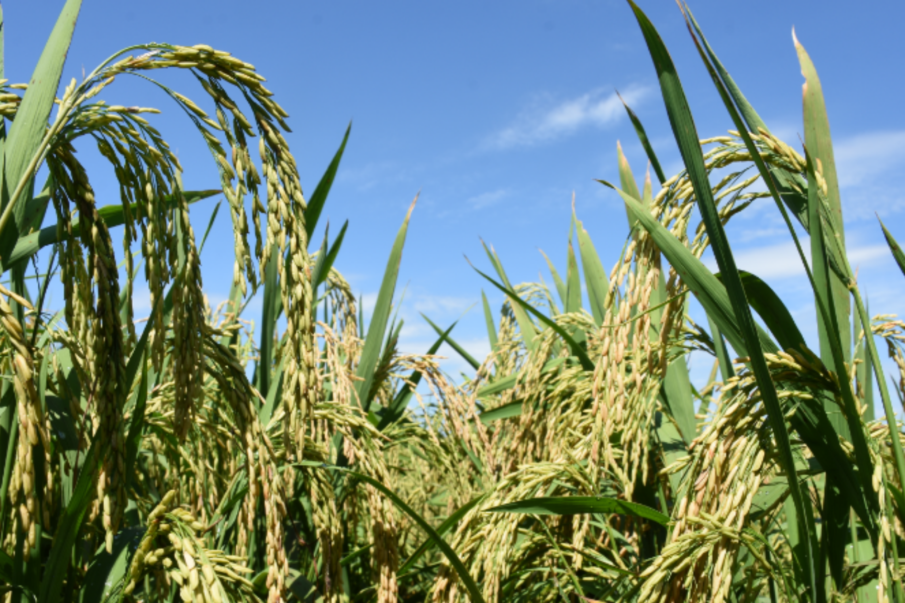 Enfrentamento da seca no cultivo do arroz de terras altas no Cerrado é tema de cartilha