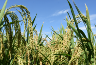 Enfrentamento da seca no cultivo do arroz de terras altas no Cerrado é tema de cartilha