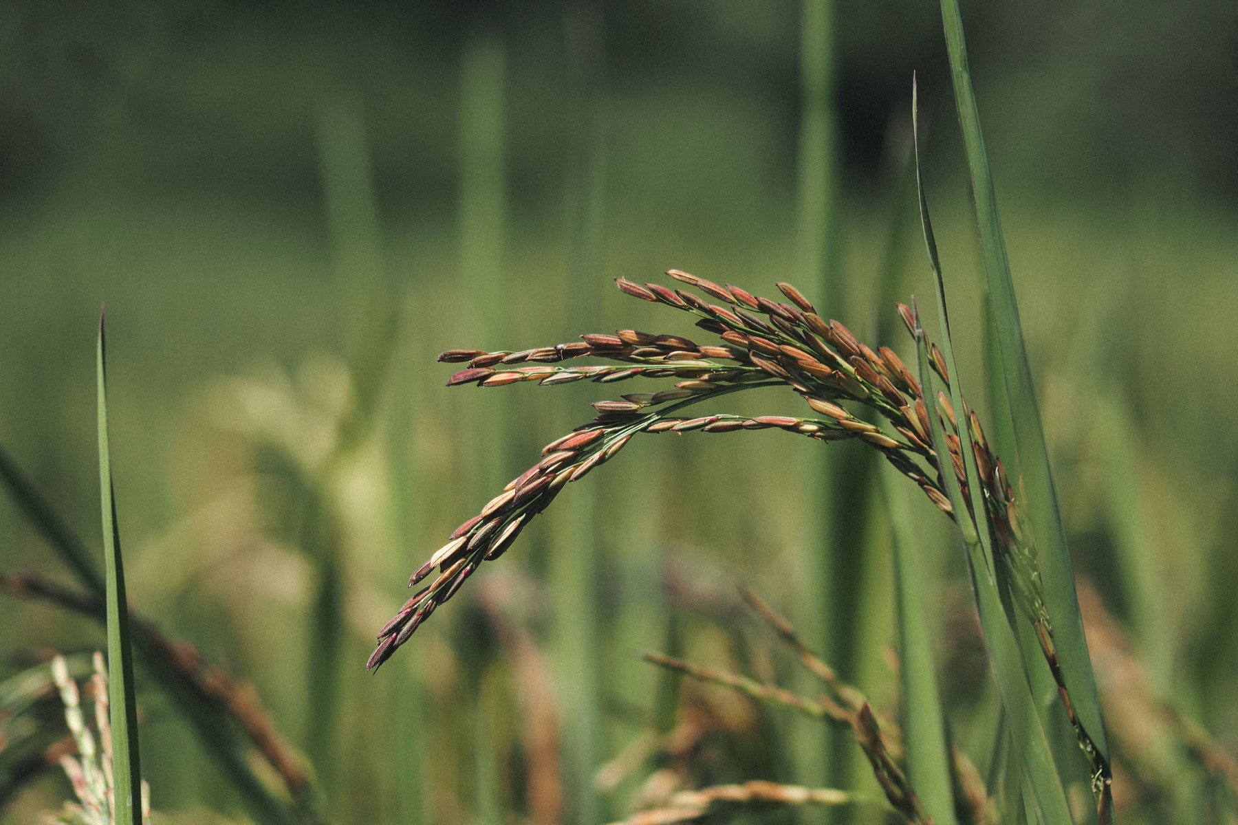 Arroz em casca sobe no RS, mas margens seguem abaixo das de 2025