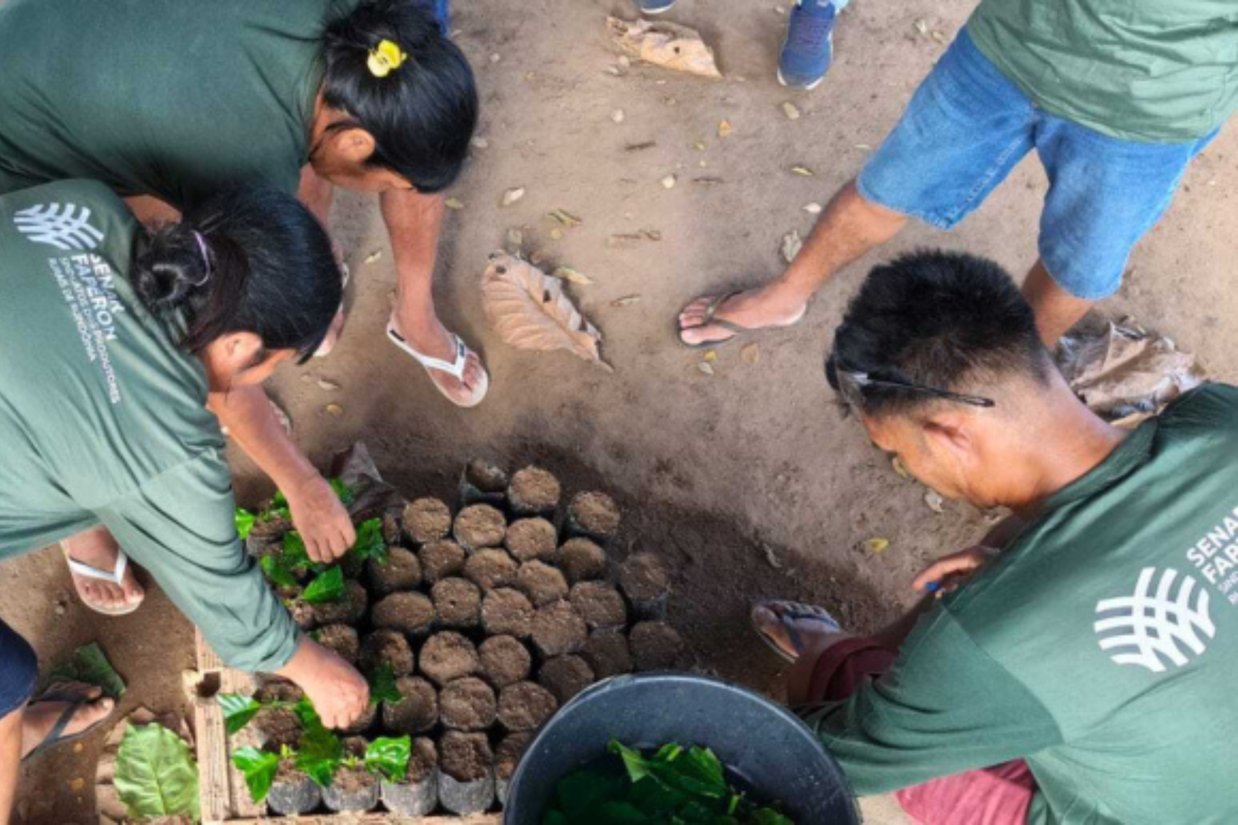 Produtores indígenas recebem capacitação em produção de mudas de café em RO