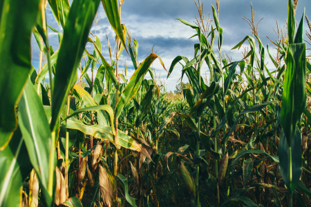 Plantação de milho com fileiras de plantas em uma área agrícola.