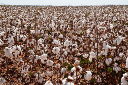 Plantação de algodão com plantas carregadas de capulhos brancos, em área de produção agrícola durante o período de colheita.
