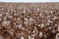 Colheita do algodão alcança 13,1% em Mato grosso mas segue abaixo da média