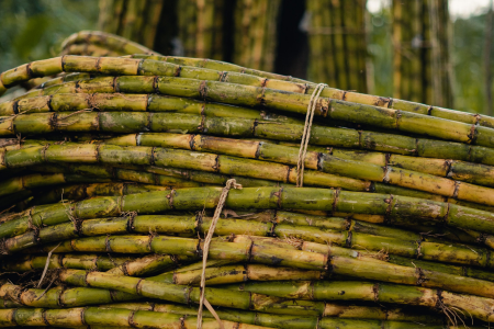 Canas-de-açúcar cortadas e empilhadas em uma área de cultivo.