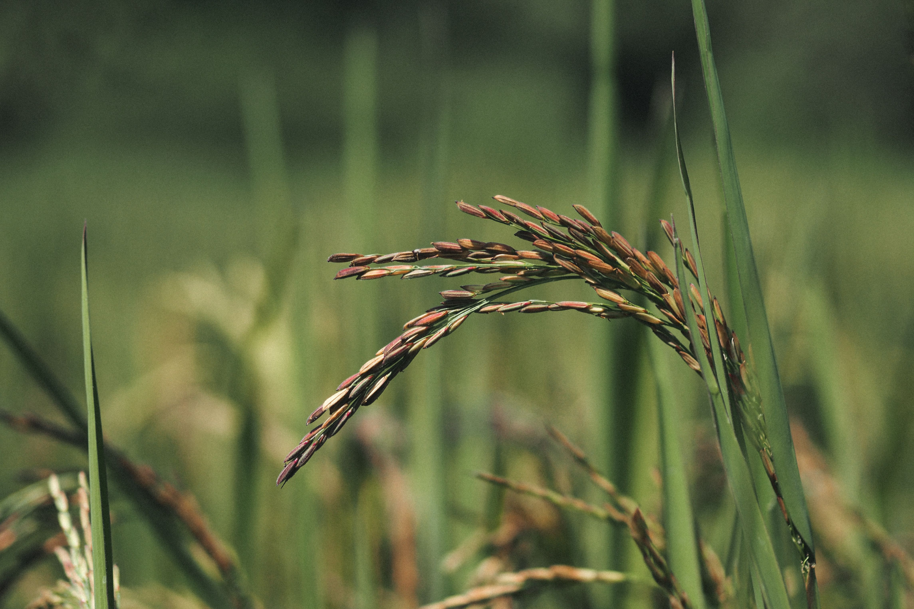 Arroz atinge maior média de preços em 11 meses no Rio Grande do Sul