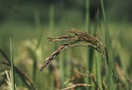 Arroz atinge maior média de preços em 11 meses no Rio Grande do Sul