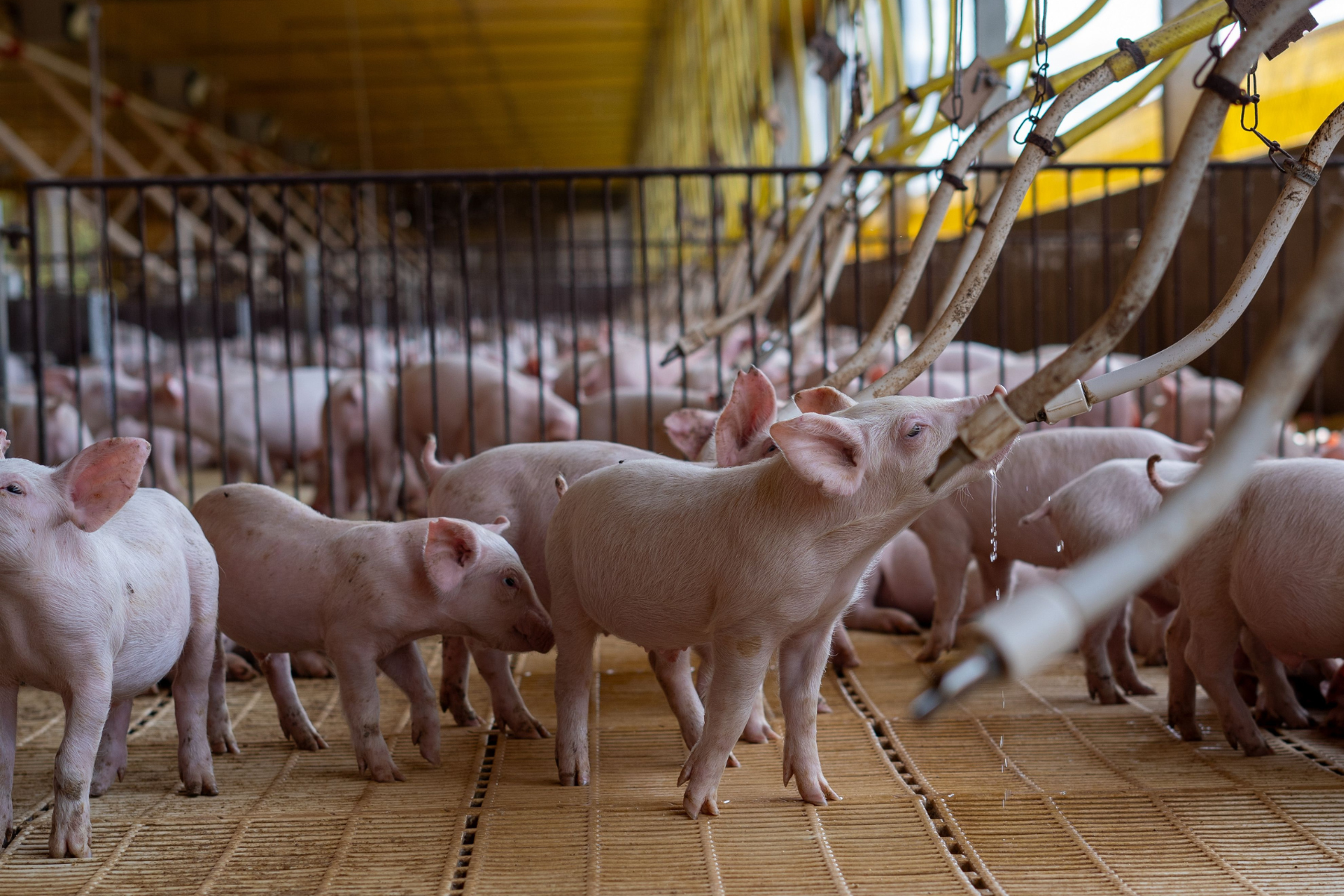 Mercado de suínos enfrenta período desfavorável, semelhante ao de 2022