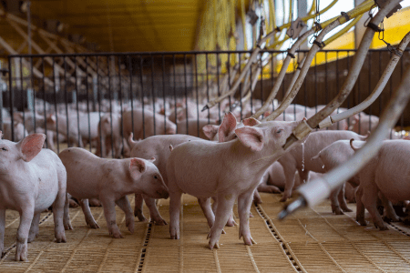 Porcos em criação em uma instalação de produção suinícola.