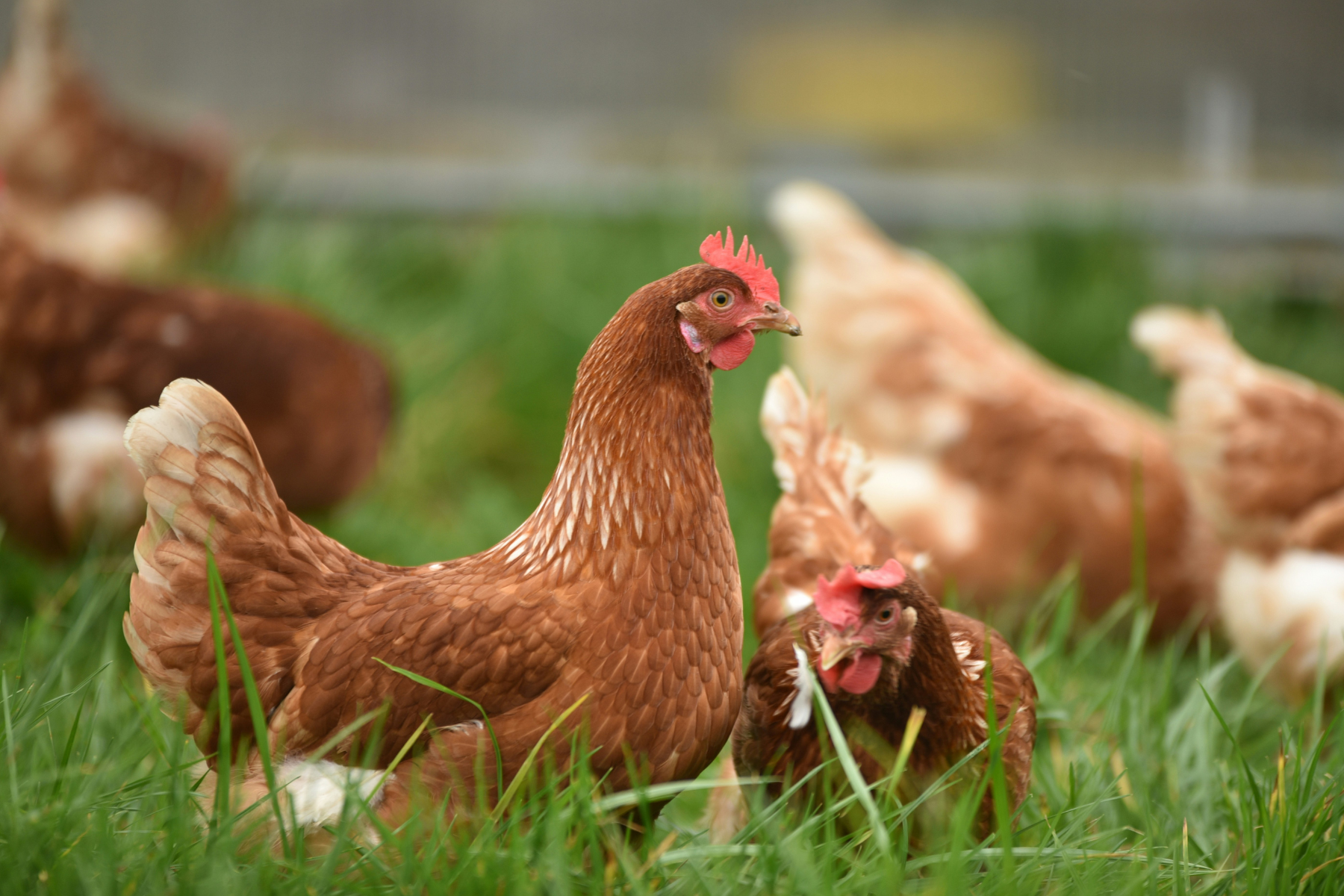 Preços da carne de frango iniciam agosto em queda; exportações avançam