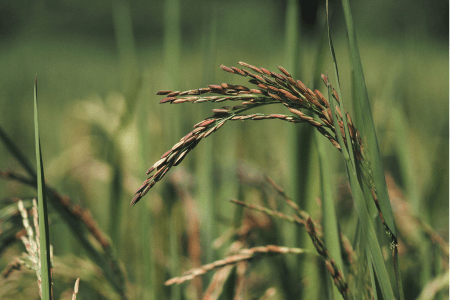 Planta de arroz com cachos de grãos em lavoura.