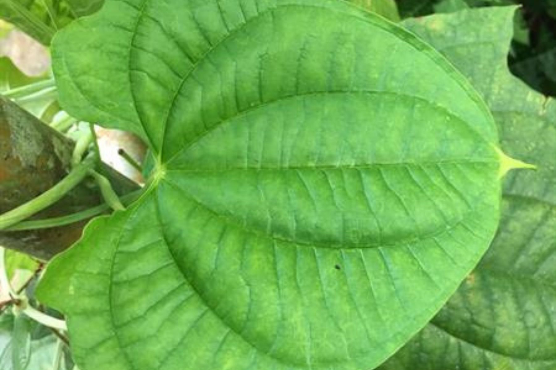 Museu de História Natural da UFMG convoca voluntários para mutirão contra planta invasora