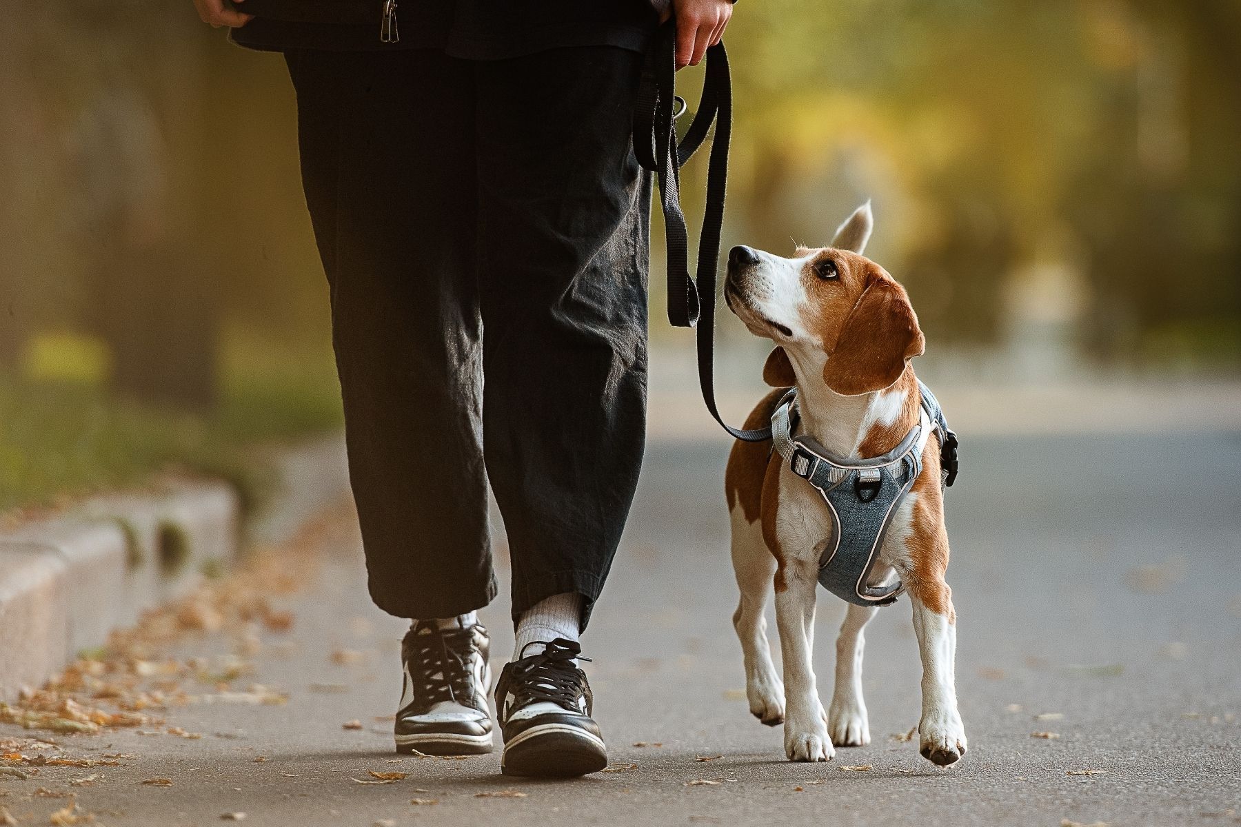 Veterinário explica como fazer passeios que realmente atendem necessidades do seu cachorro