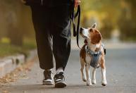 Veterinário explica como fazer passeios que realmente atendem necessidades do seu cachorro