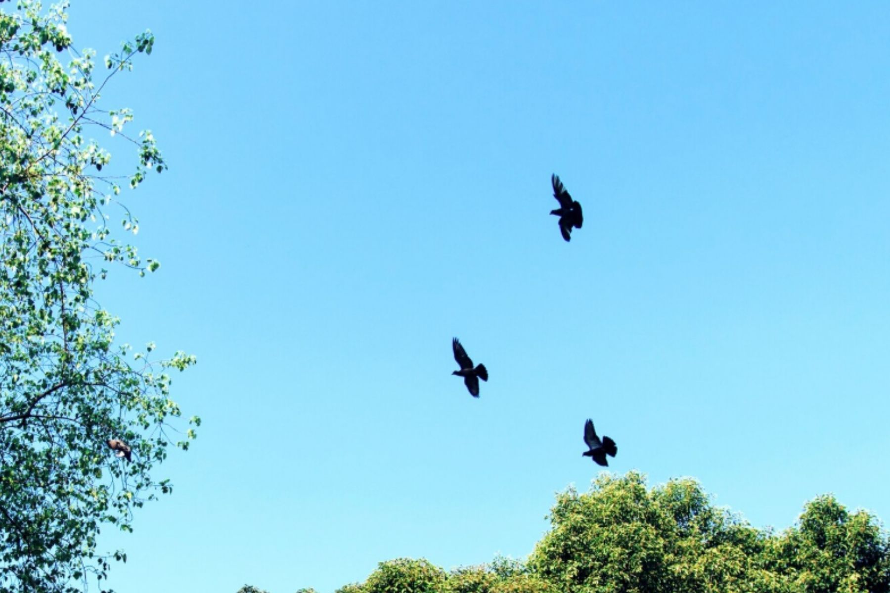 A LPN comprou 1.800 hectares em Castro Verde para salvar as suas aves