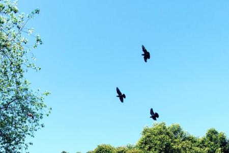 A LPN comprou 1.800 hectares em Castro Verde para salvar as suas aves