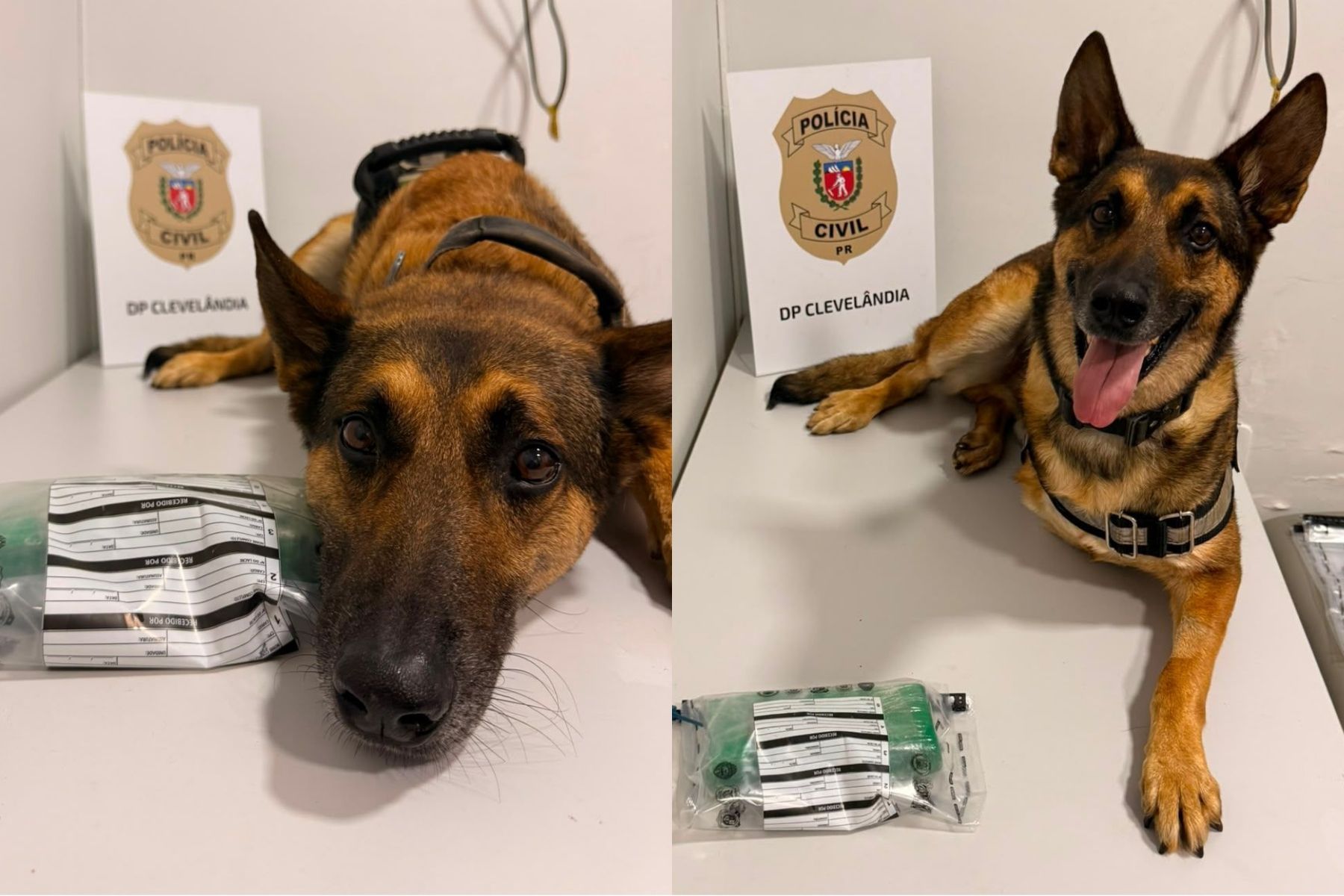 Conheça Raio: cão policial que se aposentou por câncer, mas voltou ao trabalho após depressão
