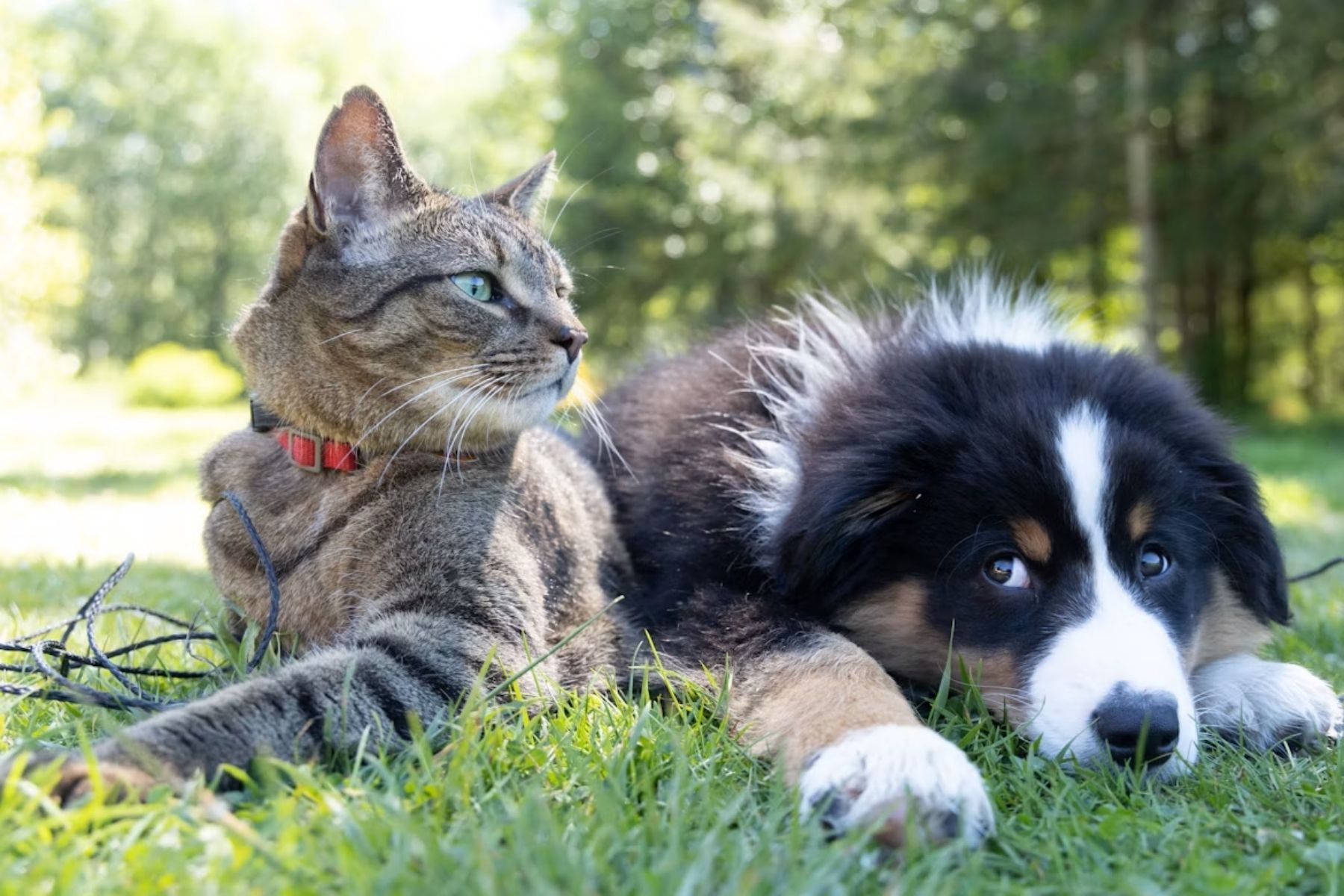 Especialistas em psicologia: quem cuida de animais de estimação tende a buscar melhores hábitos